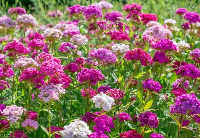 Teltvirágú törökszegfű magkeverék, Dianthus barbatus, virág